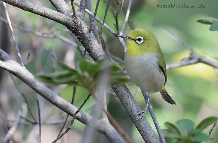 Swinhoe's White-eye (Zosterops simplex) photo image