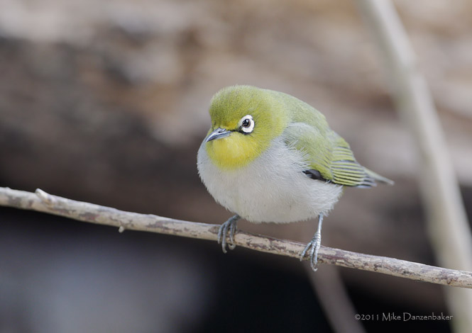 Swinhoe's White-eye (Zosterops simplex) photo image