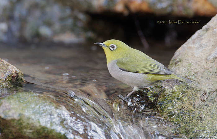 Swinhoe's White-eye (Zosterops simplex) photo image