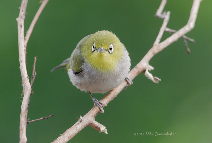 Swinhoe's White-eye (Zosterops simplex) photo image