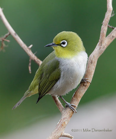 Swinhoe's White-eye (Zosterops simplex) photo image