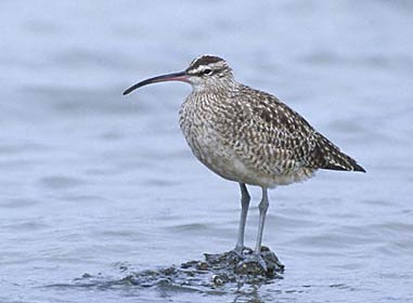 Whimbrel (Numenius phaeopus) photo image
