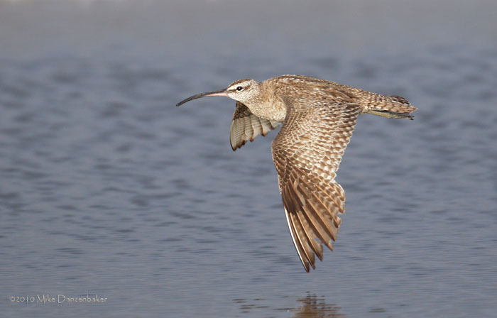 Whimbrel (Numenius phaeopus) photo image