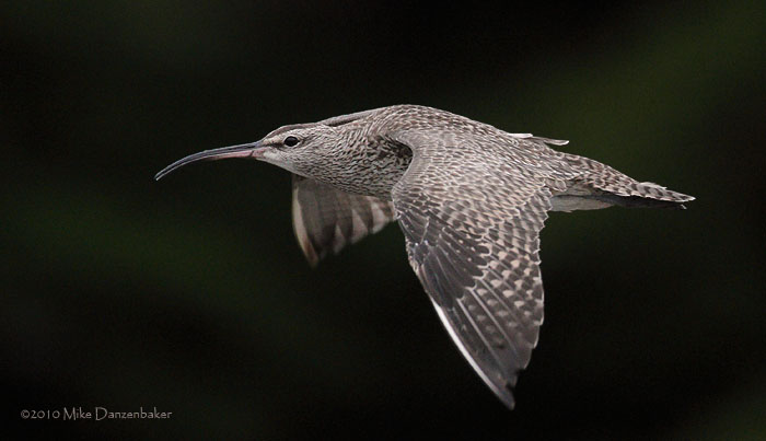 Whimbrel (Numenius phaeopus) photo image