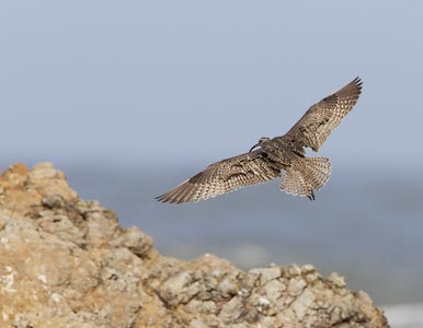 Whimbrel (Numenius phaeopus) photo image