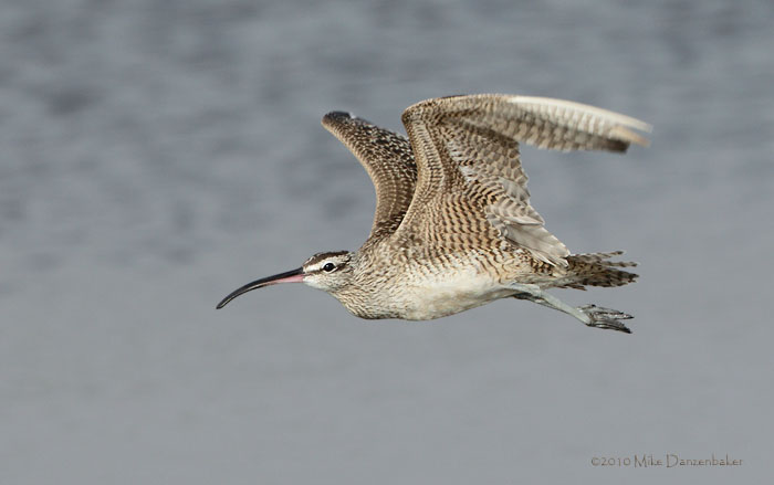 Whimbrel (Numenius phaeopus) photo image