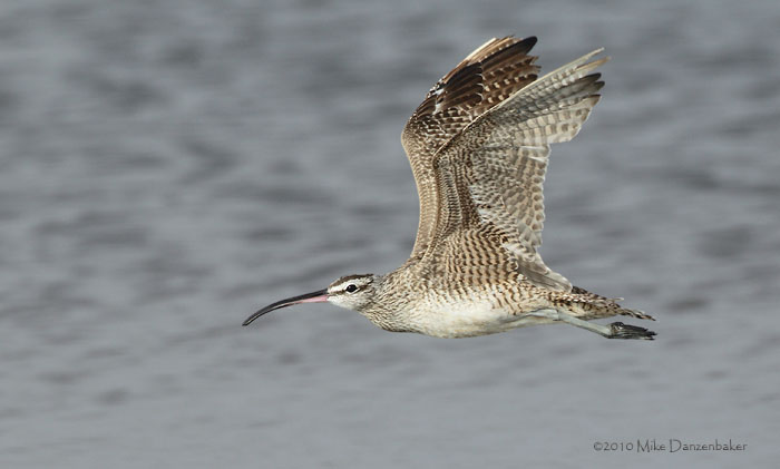 Whimbrel (Numenius phaeopus) photo image