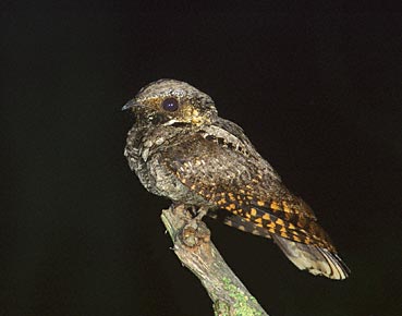 Eastern Whip-poor-will (Antrostomus vociferus) photo image