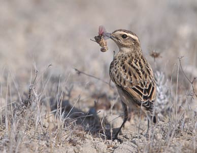 Whinchat (Saxicola rubetra) photo image