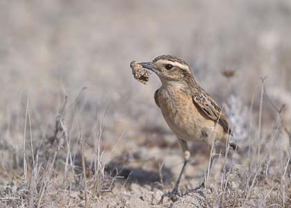 Whinchat (Saxicola rubetra) photo image