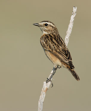 Whinchat (Saxicola rubetra) photo image