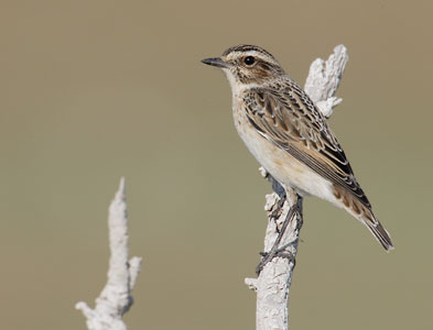 Whinchat (Saxicola rubetra) photo image