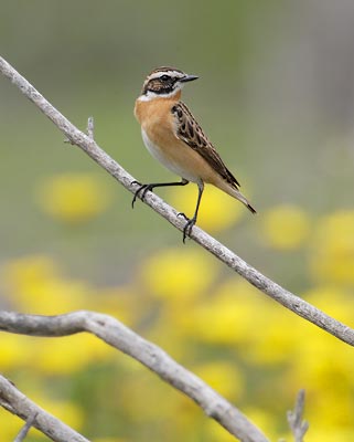 Whinchat (Saxicola rubetra) photo image