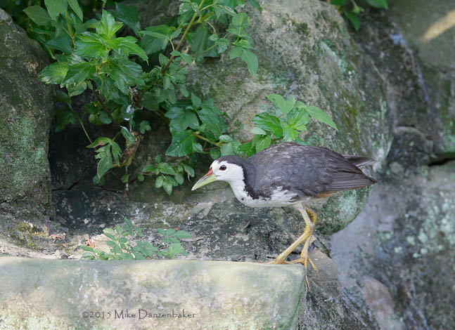 White-breasted Waterhen (Amaurornis phoenicurus) photo image