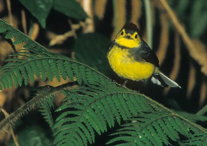 Collared Whitestart (Myioborus torquatus) photo image