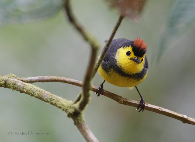 Collared Whitestart (Myioborus torquatus) photo image