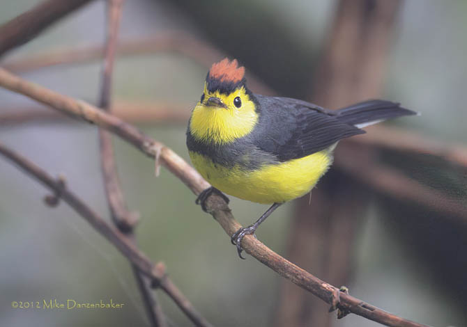 Collared Whitestart (Myioborus torquatus) photo