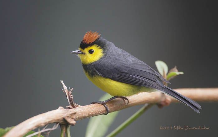 Collared Whitestart (Myioborus torquatus) photo image