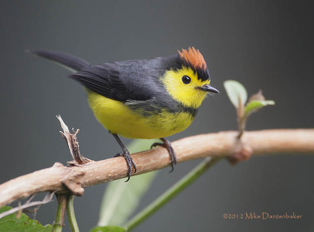 Collared Whitestart (Myioborus torquatus) photo image
