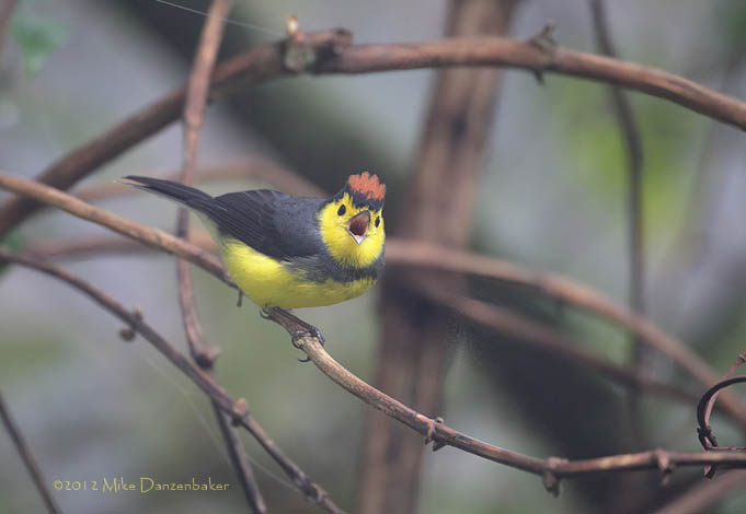 Collared Whitestart (Myioborus torquatus) photo image