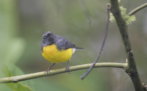 Slate-throated Whitestart (Myioborus miniatus) photo image