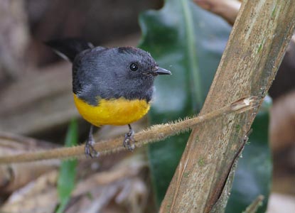 Slate-throated Whitestart (Myioborus miniatus) photo