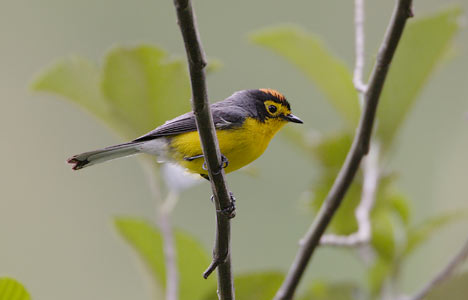 Spectacled Whitestart (Myioborus melanocephalus) photo image