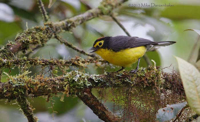 Spectacled Whitestart (Myioborus melanocephalus) photo image