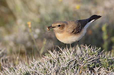 Black-eared Wheatear (Oenanthe hispanica) photo image