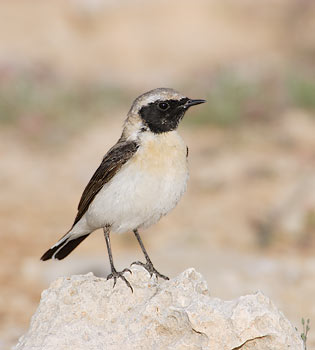 Black-eared Wheatear (Oenanthe hispanica) photo image