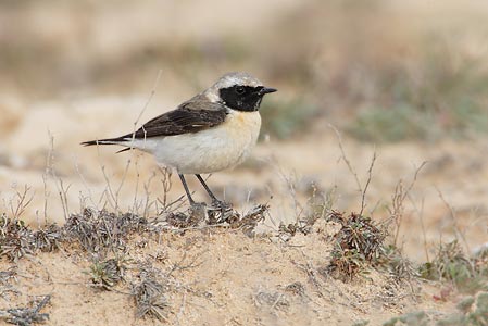 Black-eared Wheatear (Oenanthe hispanica) photo image