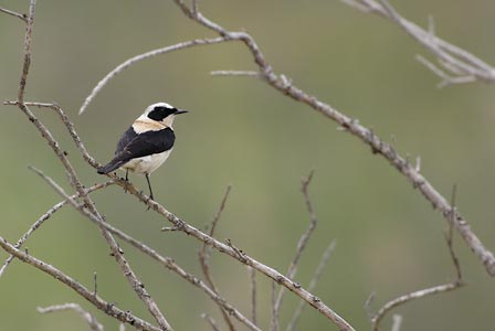 Black-eared Wheatear (Oenanthe hispanica) photo image