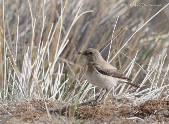 Desert Wheatear (Oenanthe deserti) photo image