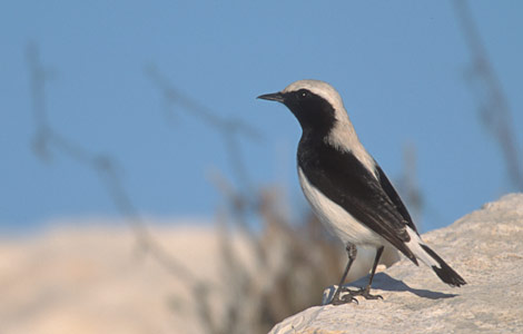 Finsch's Wheatear (Oenanthe finschii) photo image