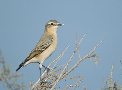 Isabelline Wheatear (Oenanthe isabellina) photo image