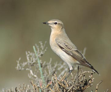 Isabelline Wheatear (Oenanthe isabellina) photo image