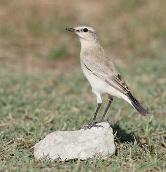 Isabelline Wheatear (Oenanthe isabellina) photo image