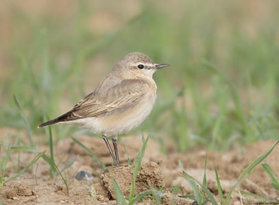 Isabelline Wheatear (Oenanthe isabellina) photo image