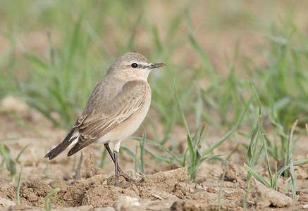Isabelline Wheatear (Oenanthe isabellina) photo image