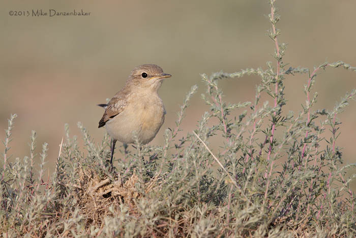 Isabelline Wheatear (Oenanthe isabellina) photo image