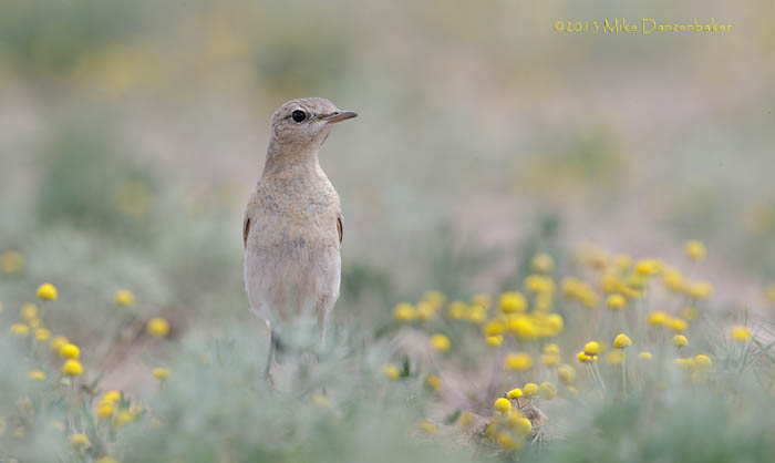 Isabelline Wheatear (Oenanthe isabellina) photo image