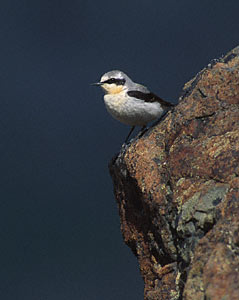 Northern Wheatear (Oenanthe oenanthe) photo image