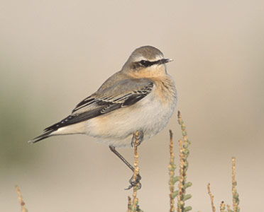 Northern Wheatear (Oenanthe oenanthe) photo image