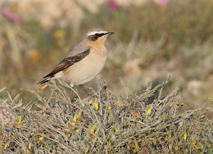Northern Wheatear (Oenanthe oenanthe) photo image