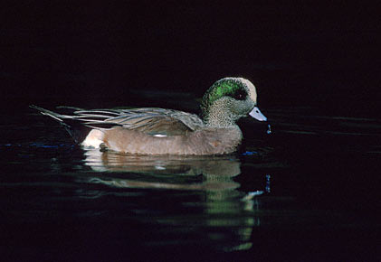 American Wigeon (Anas americana) photo image