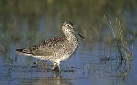 Willet (Tringa semipalmata) photo image