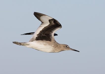 Willet (Tringa semipalmata) photo image