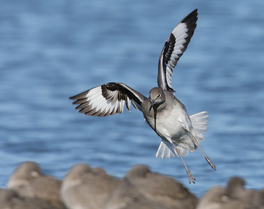 Willet (Tringa semipalmata) photo image