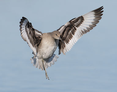 Willet (Tringa semipalmata) photo image