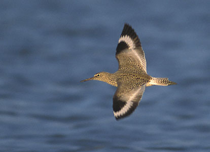 Willet (Tringa semipalmata) photo image